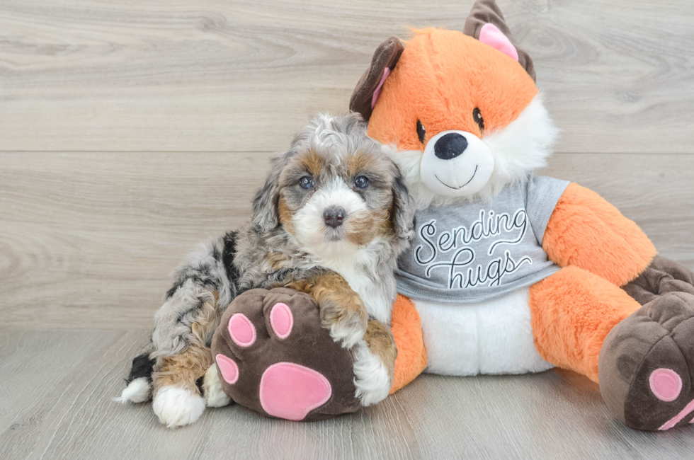 6 week old Mini Bernedoodle Puppy For Sale - Premier Pups