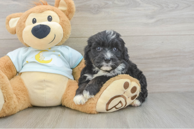 Petite Mini Bernedoodle Poodle Mix Pup