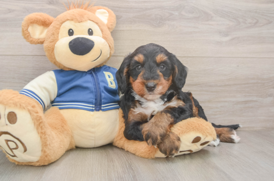Mini Bernedoodle Puppy for Adoption
