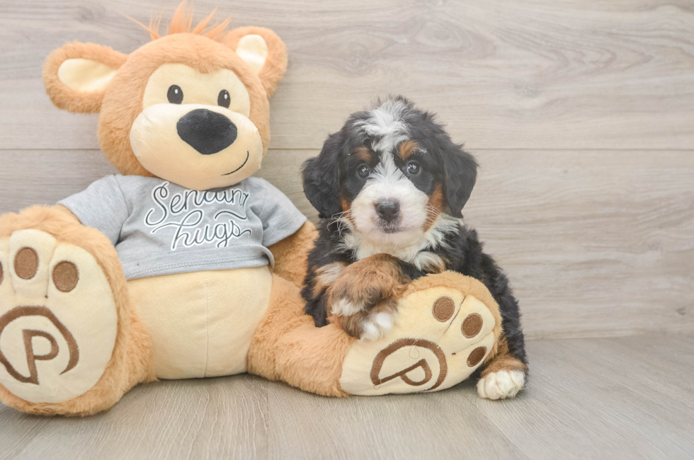 5 week old Mini Bernedoodle Puppy For Sale - Premier Pups