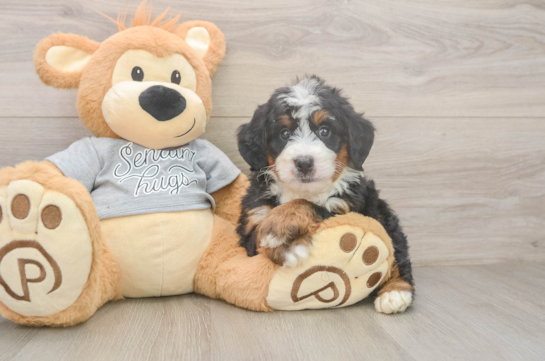 Hypoallergenic Mini Bernesepoo Poodle Mix Puppy