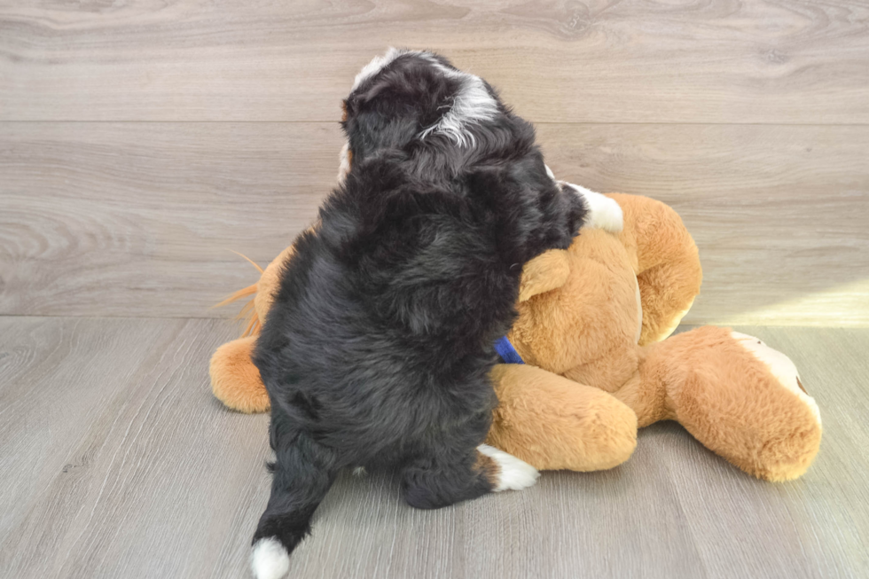 Mini Bernedoodle Puppy for Adoption