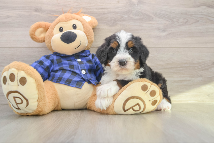 Mini Bernedoodle Puppy for Adoption