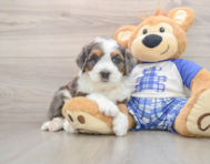5 week old Mini Bernedoodle Puppy For Sale - Premier Pups
