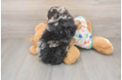 Smart Mini Bernedoodle Poodle Mix Pup