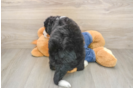 Cute Mini Bernedoodle Baby