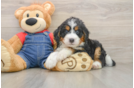 Energetic Mini Bernesedoodle Poodle Mix Puppy