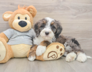 8 week old Mini Bernedoodle Puppy For Sale - Premier Pups