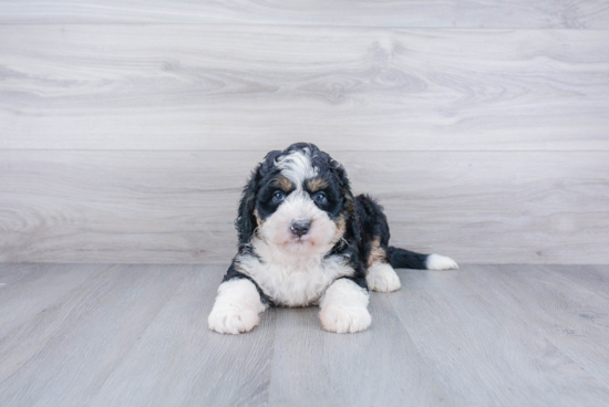 Hypoallergenic Bernadoodle Poodle Mix Puppy