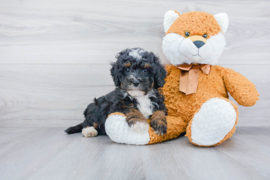 Adorable Bernadoodle Poodle Mix Puppy