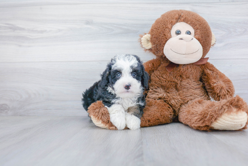 Fluffy Mini Bernedoodle Poodle Mix Pup