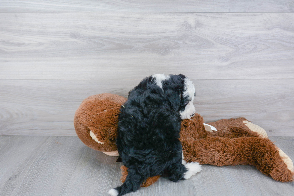 Playful Bernadoodle Poodle Mix Puppy