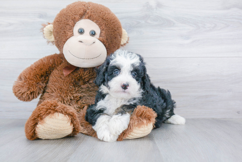 Smart Mini Bernedoodle Poodle Mix Pup