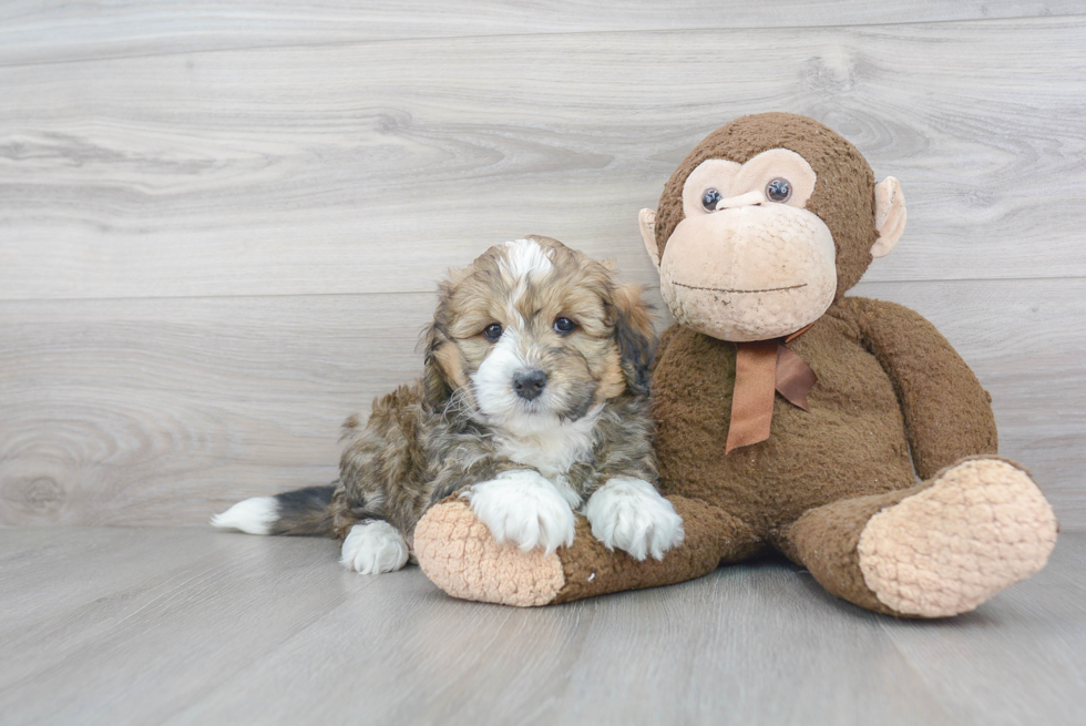 Playful Bernadoodle Poodle Mix Puppy