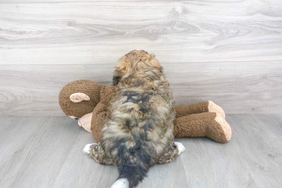 Mini Bernedoodle Pup Being Cute