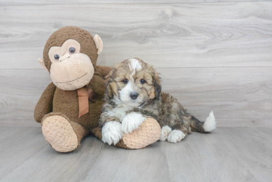 Mini Bernedoodle Puppy for Adoption