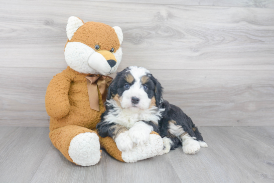 Mini Bernedoodle Pup Being Cute