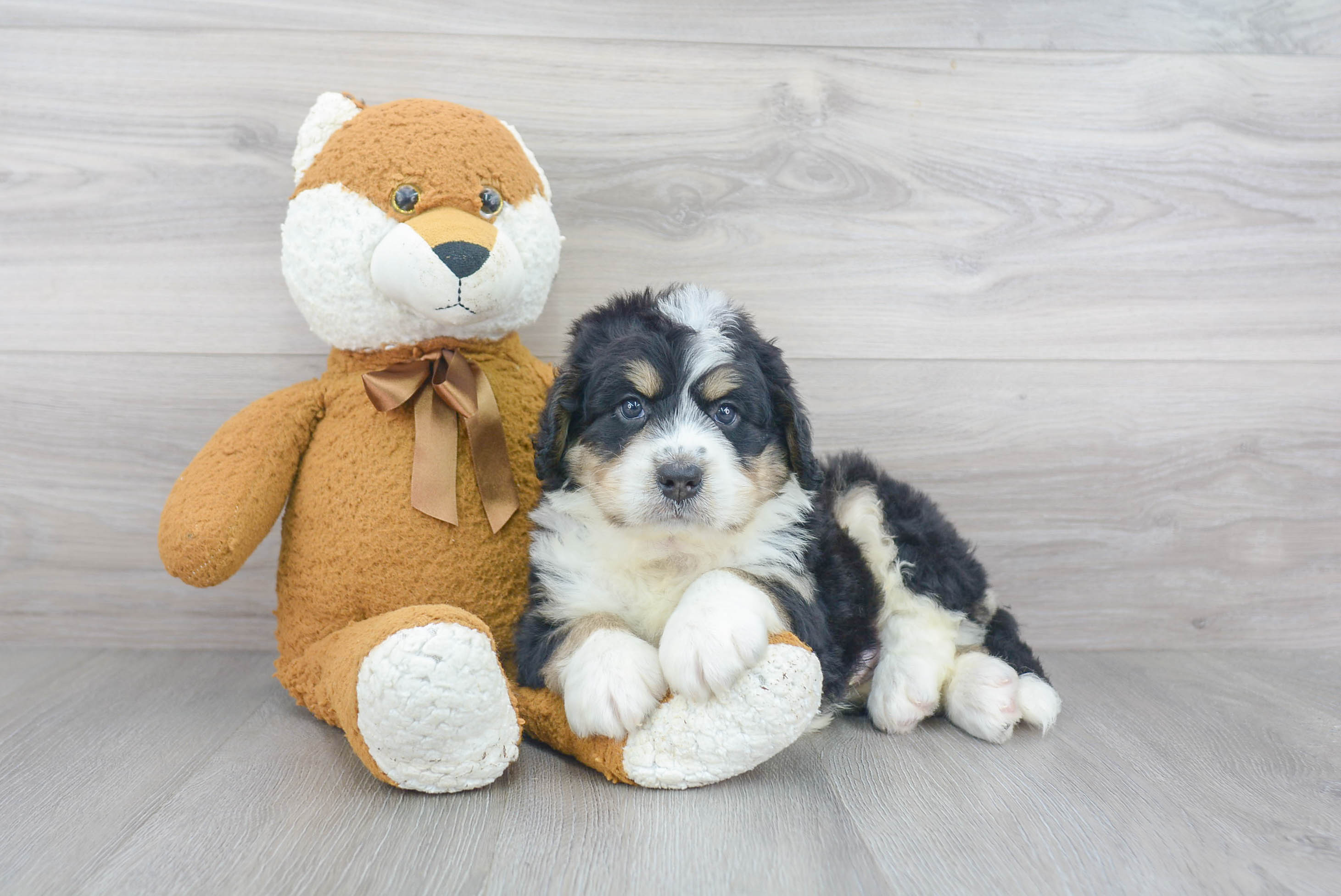 Hypoallergenic Bernadoodle Poodle Mix Puppy