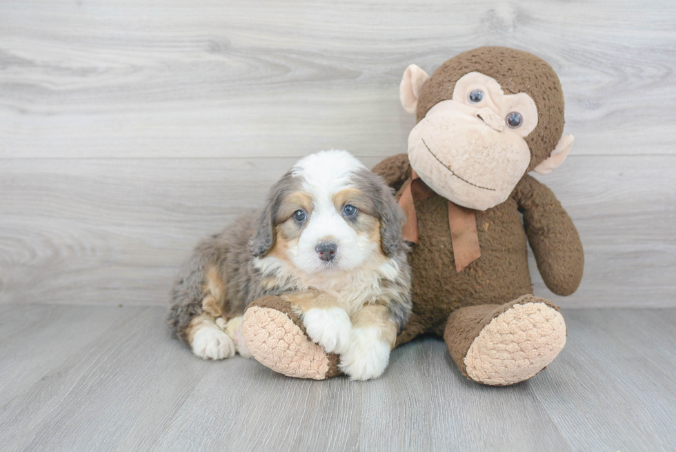 Adorable Mini Berniedoodle Poodle Mix Puppy