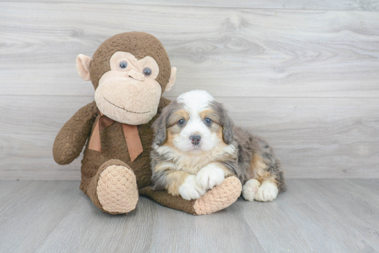 Mini Bernedoodle Pup Being Cute