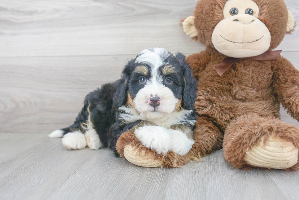 Fluffy Mini Bernedoodle Poodle Mix Pup