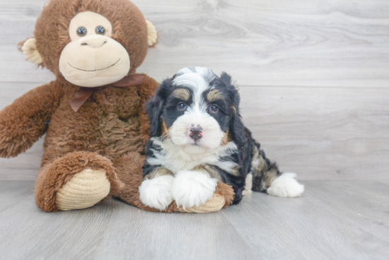 Mini Bernedoodle Pup Being Cute