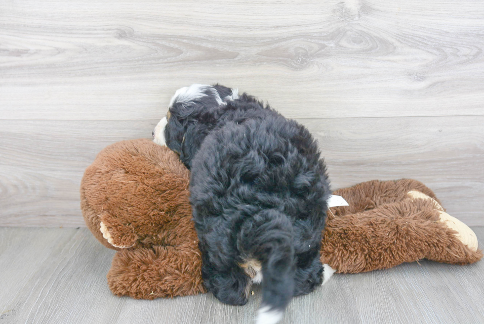 Petite Mini Bernedoodle Poodle Mix Pup