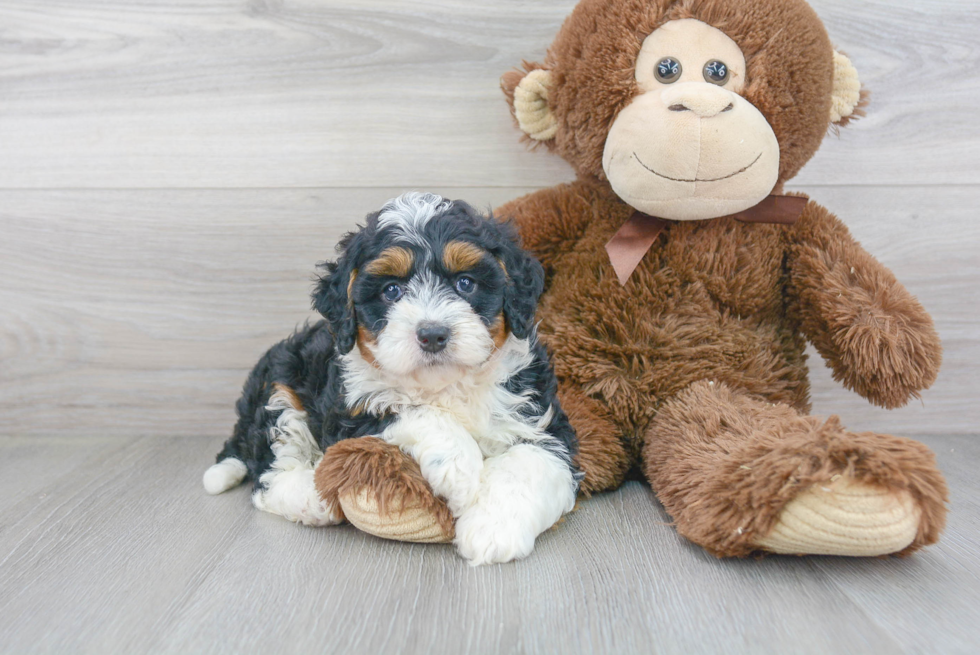 Mini Bernedoodle Pup Being Cute