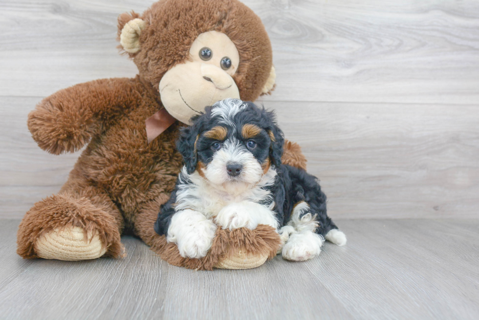 Petite Mini Bernedoodle Poodle Mix Pup