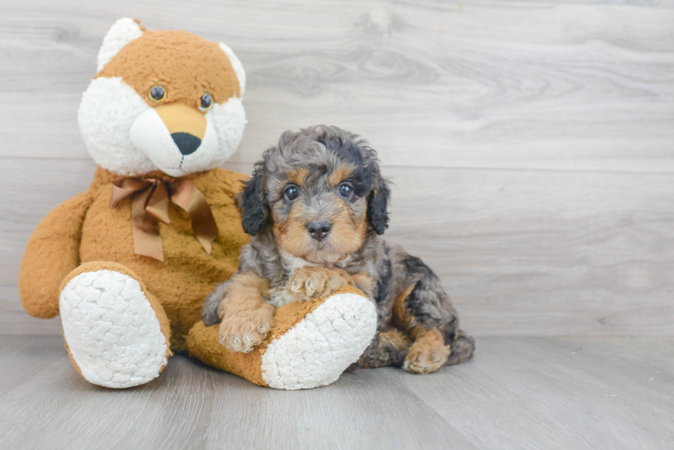 Best Mini Bernedoodle Baby