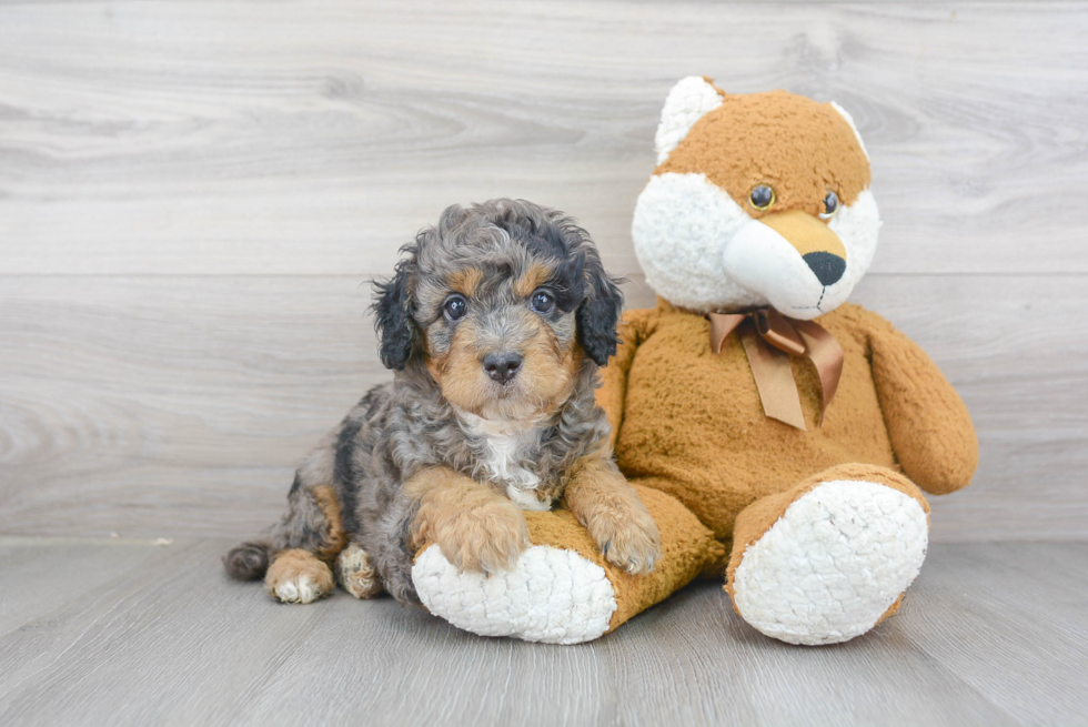 Best Mini Bernedoodle Baby