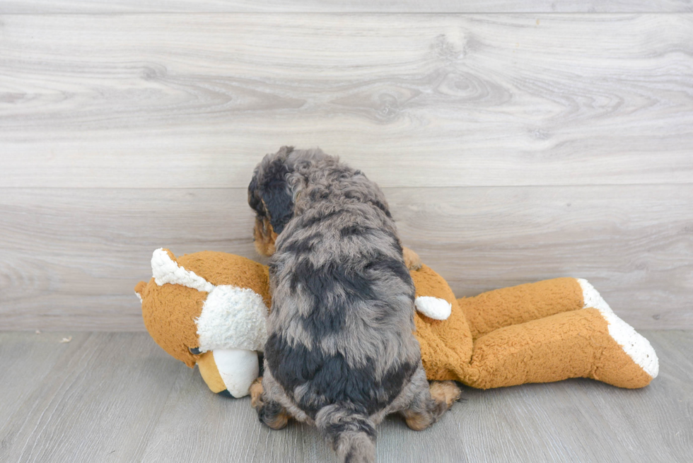 Playful Bernadoodle Poodle Mix Puppy