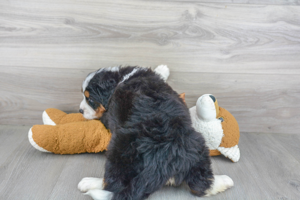 Hypoallergenic Bernadoodle Poodle Mix Puppy