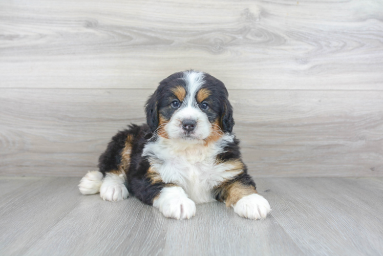 Adorable Bernadoodle Poodle Mix Puppy