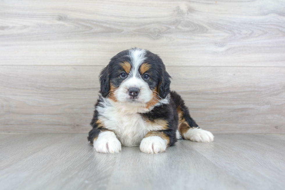 Mini Bernedoodle Puppy for Adoption