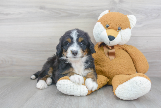 Best Mini Bernedoodle Baby