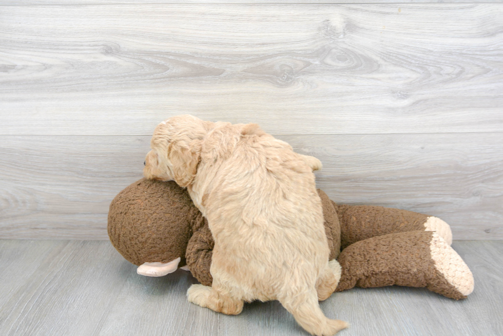 Funny Mini Bernedoodle Poodle Mix Pup