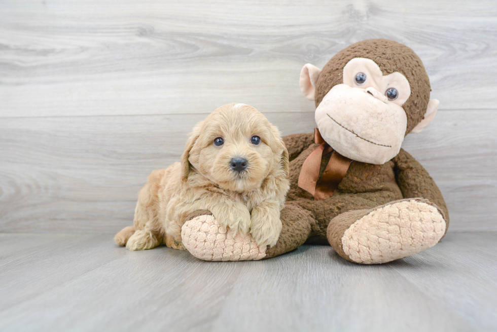 Popular Mini Bernedoodle Poodle Mix Pup