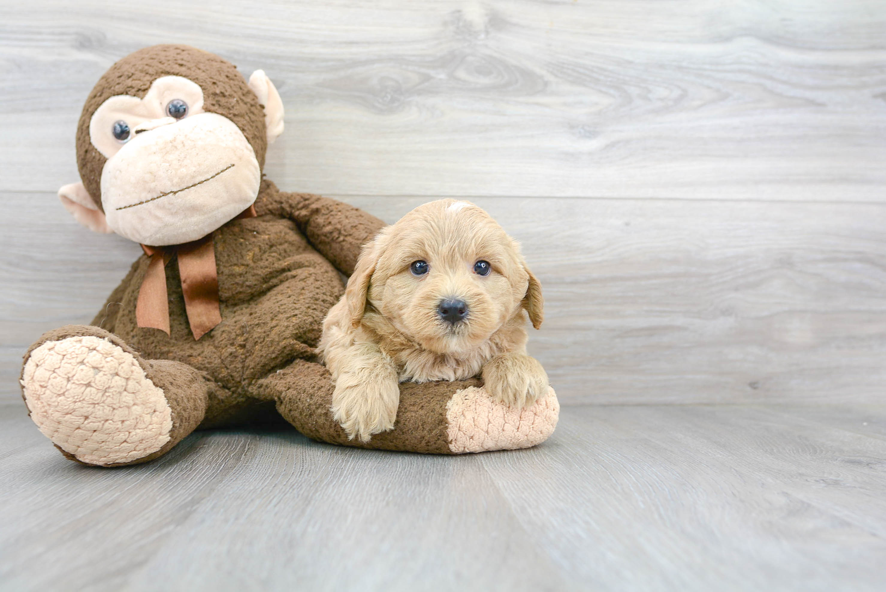 Popular Mini Bernedoodle Poodle Mix Pup