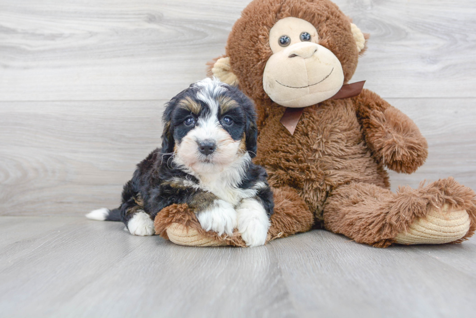 Best Mini Bernedoodle Baby