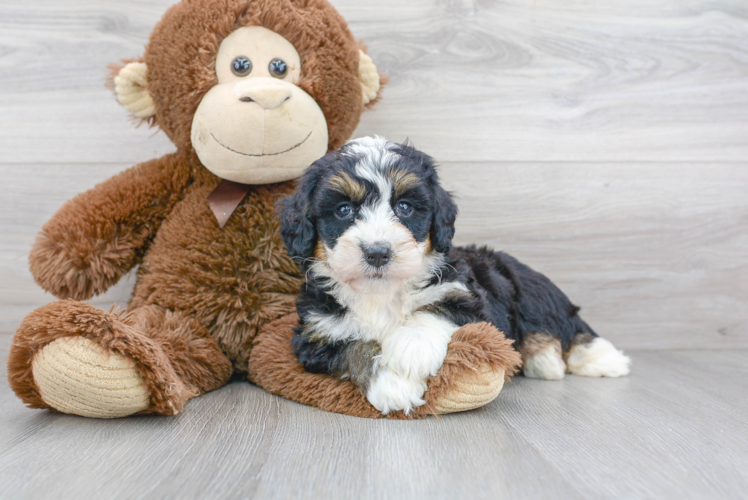 Petite Mini Bernedoodle Poodle Mix Pup