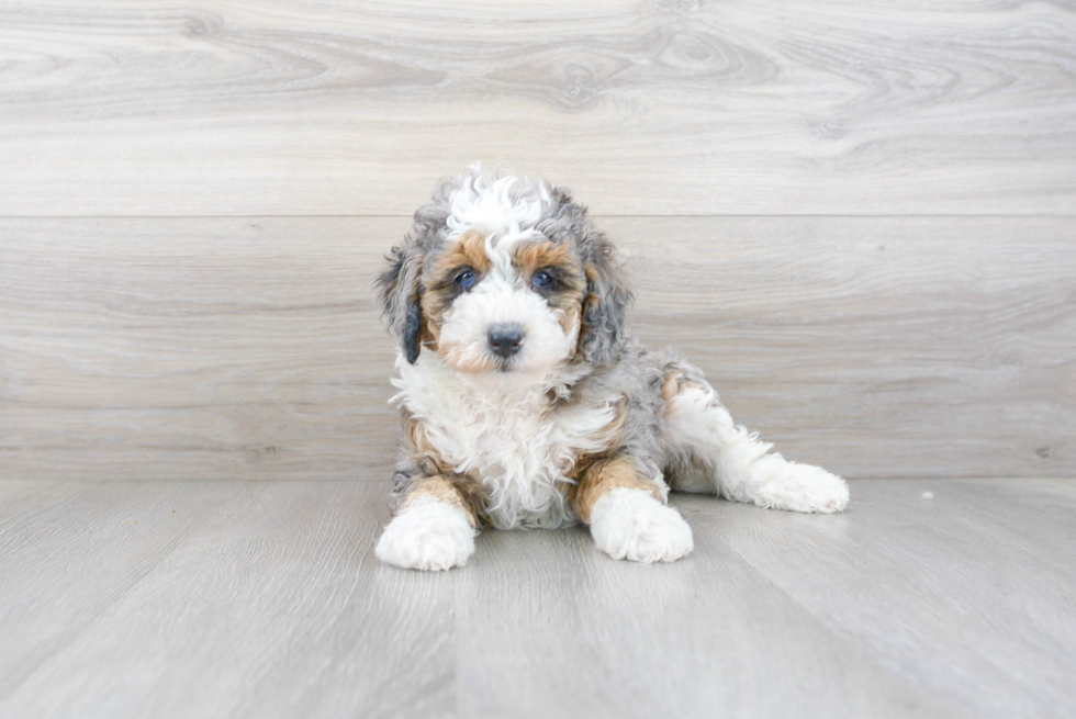 Mini Bernedoodle Puppy for Adoption