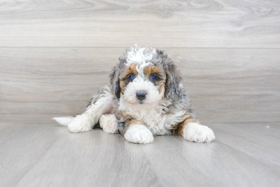 Best Mini Bernedoodle Baby