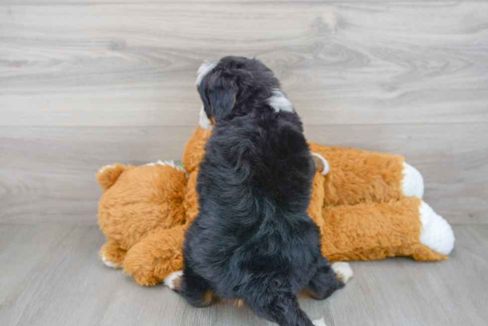 Cute Mini Bernedoodle Baby