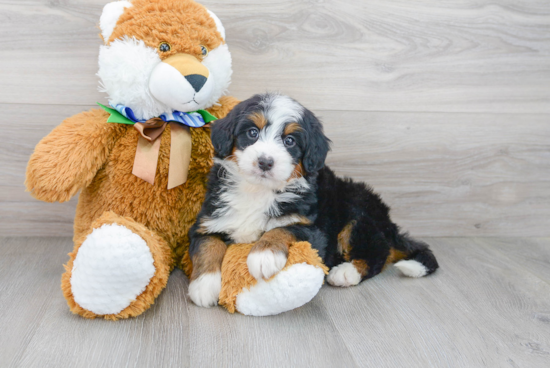 Cute Mini Bernedoodle Baby