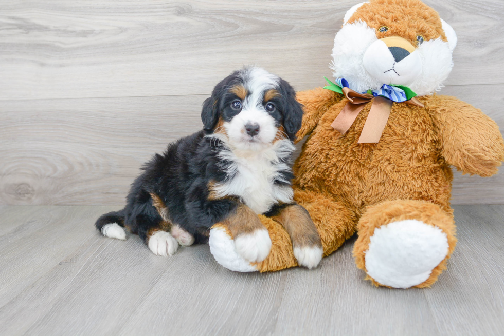 Friendly Mini Bernedoodle Baby