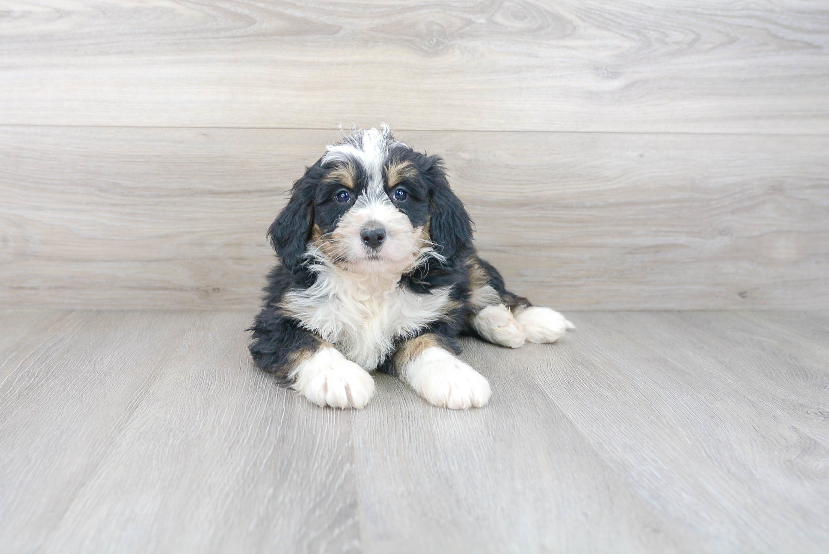 Cute Mini Bernedoodle Baby
