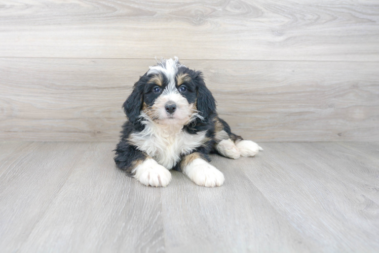 Cute Mini Bernedoodle Baby