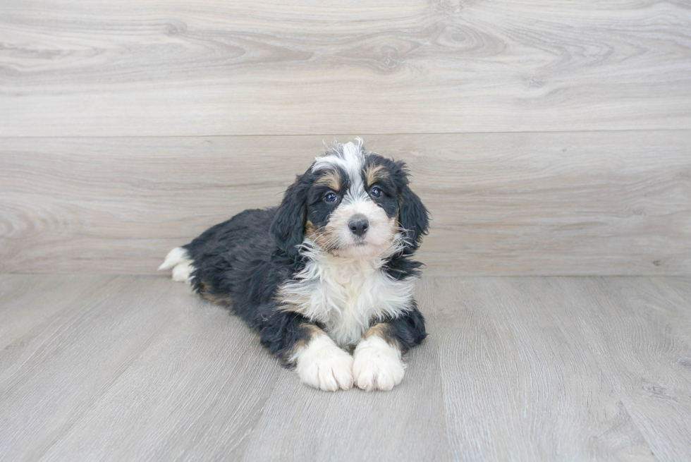 Funny Mini Bernedoodle Poodle Mix Pup