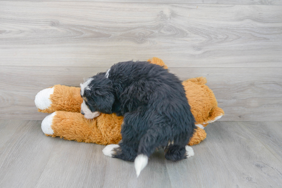 Best Mini Bernedoodle Baby